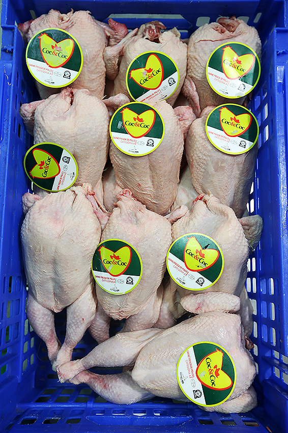 Pollo blanco Tipo Asador